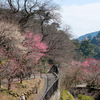 熱海梅園に行ってきたよ