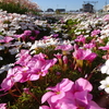 神原町花の会(花美原会)(366)      冬越しの花畑の一角に咲く花