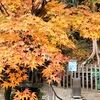 秘密の紅葉スポット⑪紅葉＆巨大絵馬 ・松尾大社の冬景色
