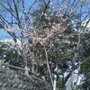 桜三月