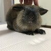 たまにしたくなるロップちゃん