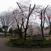 高崎街中さくら便り　20170407　小雨降る高崎公園周辺