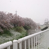桜と雪とユニフォーム