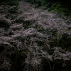 奈良県葛城山麓公園で桜の撮影