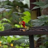 Red-headed Barbet ズアカゴシキドリ