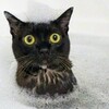 何故か“いいちこ”が流行る