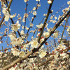 朝早く「越生梅林」へいく（2月28日）。
