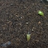 （リトルガーデン）サボテン　種植えてから一ヶ月ちょっと過ぎてついにとげが出てきたっぺ