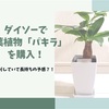 【安くてお得】ダイソーで観葉植物「パキラ」を購入！しっかりしていて長持ちの予感?!【オシャレ】