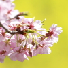 東大山の河津桜