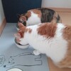 猫たちの朝ごはん。