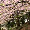 上永谷　春の光景（３）