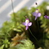食虫植物「クリオネ」