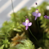 食虫植物「クリオネ」