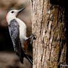 ベリーズ　人に近い Golden-fronted Woodpecker（ゴールデンフロンテッド　ウッドペッカー）