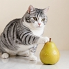 梨と遊ぶ猫