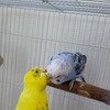 インコにも利き顔がある？