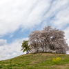 墳丘の桜