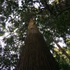 林業の良くないところ