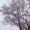 桜、咲きました