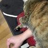 猫に囲まれて