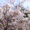 春うららの桜めぐり・柏の葉公園でお写ん歩！