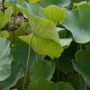 花ハスの蕾を発見