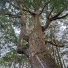 樹齢５００年の御神木の杉の木にも出会いました。
