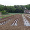 今日は入間の畑です
