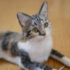 目玉がリアルに！！「仔猫」羊毛フェルトオーダー作品