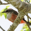 ベリーズ　クルックドツリー野生生物保護区の野鳥たち