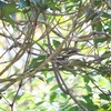 ノドジロオウギビタキ White-throated Fantail