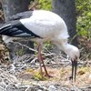 コウノトリ放鳥、野生ペアにひな　兵庫の県立公園