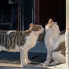 近隣繁華街のねこさん