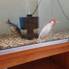 新居に金魚部屋は出来たのか