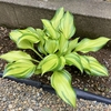 ２年目の芽吹きも早かったホスタ、レインボーズ エンド