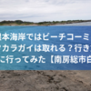 白浜・根本海岸ではビーチコーミング出来る？タカラガイは？行き方は？トイレは？自動販売機は？行ってみた。【館山】 