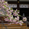 兼六園菊桜「尾山神社」