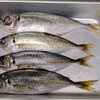 真アジ（平アジ）・ハタハタ・天然鯛　など