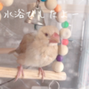 シナモン文鳥さん　水浴びしたの