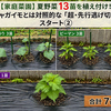 【家庭菜園】夏野菜13苗を植え付け！ジャガイモとは対照的な「超・先行逃げ切り」スタート②