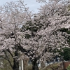 今日の桜とワンコ♪