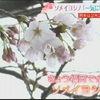 桜の季節到来…天草市でソメイヨシノ開花【熊本】