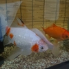 すくい金魚 間一髪で間に合った