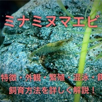 ヤマトヌマエビの特徴や飼育方法 混泳 餌 繁殖を詳しく徹底解説 たなごgo