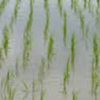 明日は、二十四節気の『芒種』です