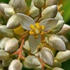2024年5月の花木と草花　14.ナンテン～