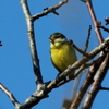 今年撮影した珍鳥キバラガラ