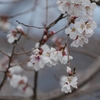 超望遠で撮った「冬桜」