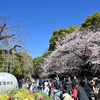 🌸上野恩賜公園　桜の開花状況😊